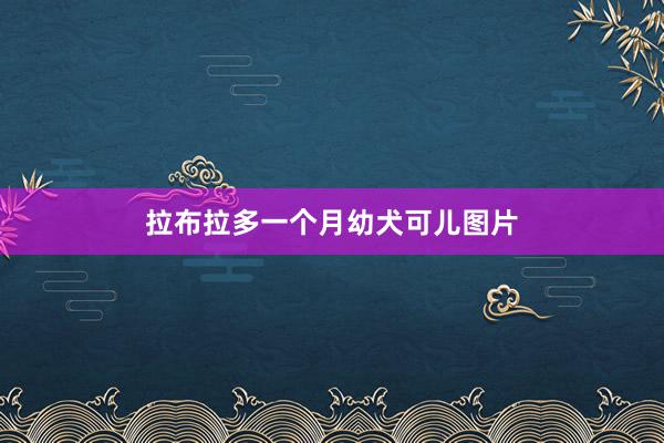 拉布拉多一个月幼犬可儿图片